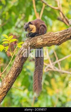 Indian giant squirrel also known as Malabar squirrel or Giant squirrel siting on a tree branch with its tail hanging and eating nuts at a rain forest