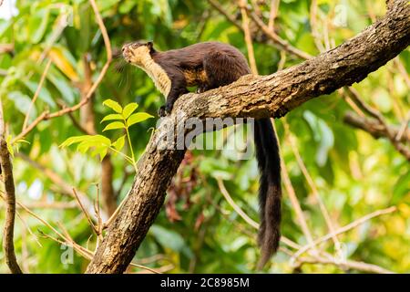 An Indian giant squirrel also known as Malabar squirrel or Giant squirrel siting on a tree branch with its tail hanging and eating nuts