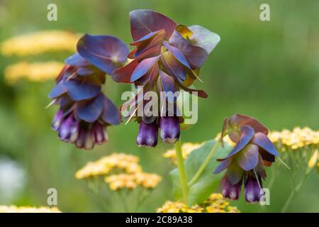 Cerinthe major purpurascens, honeywort flowering in UK garden Stock Photo