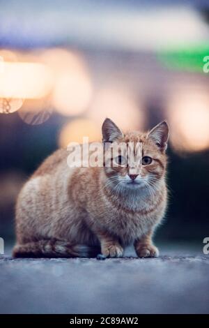 Wild cat in the street in the evening Stock Photo