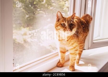 Funny cute ginger cat on the windowsill Stock Photo