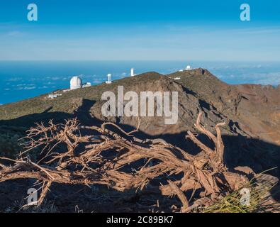 Dry tree roots at highest peak of La Palma Roque De Los Muchachos with big telescopes of Observatory at Caldera De Taburiente, blue sky and sea in Stock Photo