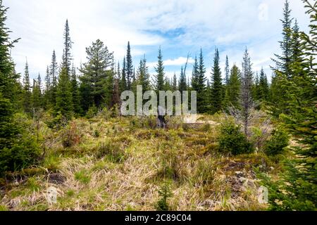 A picturesque overgrown forest glade with an old stump against the background of a spruce forest. Atmospheric coniferous trees in a mountain forest. Stock Photo