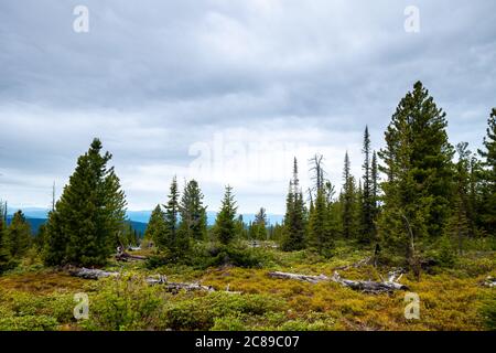 A picturesque overgrown forest glade with fallen and withered tree trunks. Spruce forest against the background of clouds and distant mountains. Stock Photo