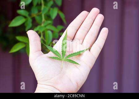 Female hand holding sprout of hemp grass. Legalization of cannabis, marijuana, herbs concept. Young single marijuana leaf. Stock Photo