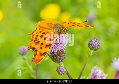 Comma butterfly,  (Polygonia c-album,)  feeding on creeping thistle. Stock Photo