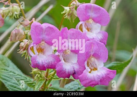 Himalayan Balsam , ( Impatiens glandulifera.) Stock Photo