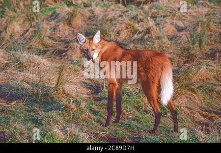 Maned Wolf,  (Chrysocyon brachyurus,) from South America -  mainly Brazil. Stock Photo
