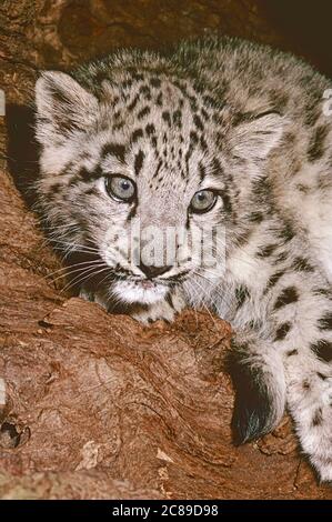 Young Snow Leopard,  (Panthera uncia,) from Central Asia. Stock Photo