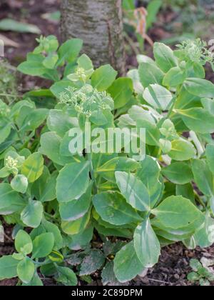 Showy stonecrop in the garden, Hylotelephium spectabile Stock Photo