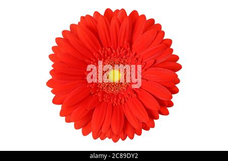 red gerbera flower isolated on white Stock Photo