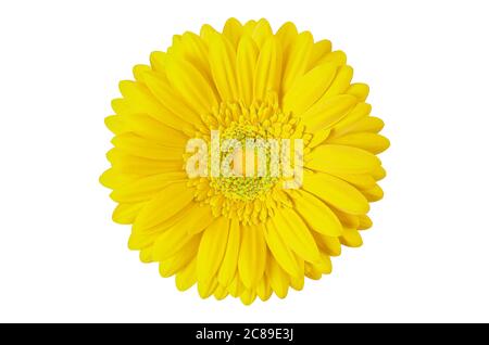 yellow gerbera flower isolated on white Stock Photo