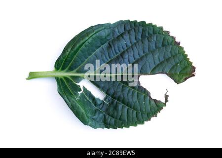 Hydrangea Leaf With Holes Eaten By Caterpillar Or Other Pests On White Background. Stock Photo