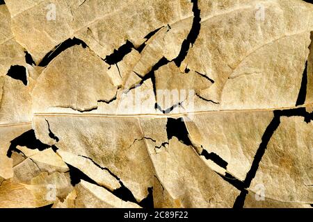 macro of cracked dry leaf on black Stock Photo