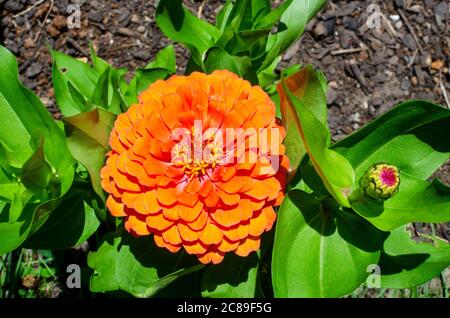 Overhead close-up of Dwarf Orange, Zinnia elegans, Zinnia flower Stock Photo