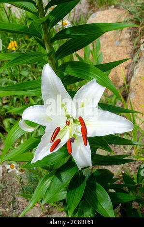 Beautiful white Casablanca Lily, Lilium oriental Casa Blanca, in bloom close-up showing bright red stamens Stock Photo