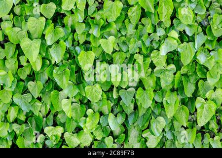 wall of vibrant green leaves, natural background Stock Photo