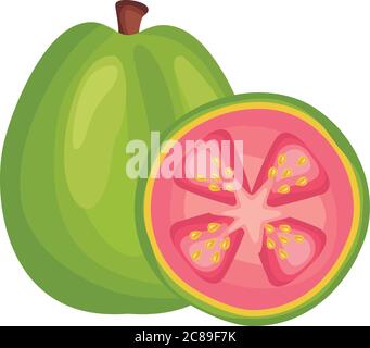 guava fresh delicious fruit detailed style icon vector illustration design Stock Vector