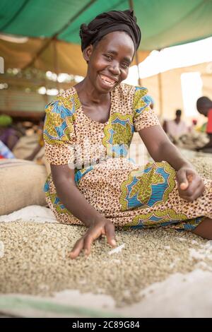 Workers quality check sacks of dried coffee beans before they're carried of for roasting and export in Mbale, Uganda, East Africa. Stock Photo