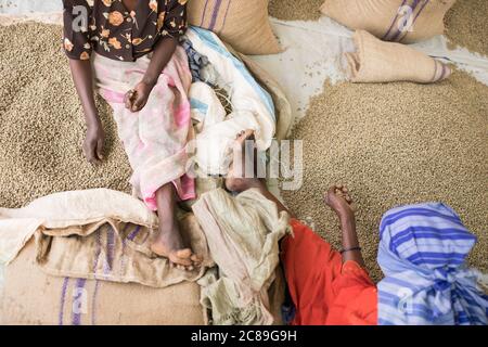 Workers quality check sacks of dried coffee beans before they're carried of for roasting and export in Mbale, Uganda, East Africa. Stock Photo