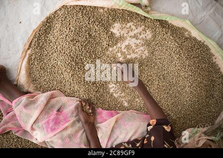 Workers quality check sacks of dried coffee beans at a farmers' coffee cooperative warehouse in Mbale, Uganda, East Africa. Stock Photo