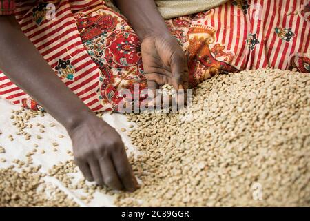 Hands of a worker quality-checking sacks of dried coffee beans at a coffee farmers' cooperative in Mbale, Uganda, East Africa. Stock Photo