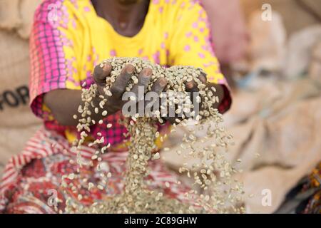 A woman farmer holds a handful of dried coffee beans as they are quality sorted at a coffee cooperative warehouse in Mbale, Uganda, East Africa. Stock Photo