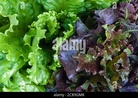 green and brown lettuce salad leaves growing in kitchen garden, top view Stock Photo