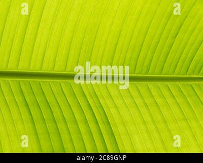 green leaf close up background texture banana Stock Photo