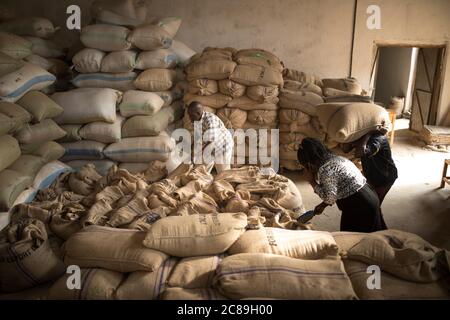 Workers quality-check sacks of dried coffee beans at a coffee farmers' cooperative warehouse in Mbale, Uganda, East Africa. Stock Photo