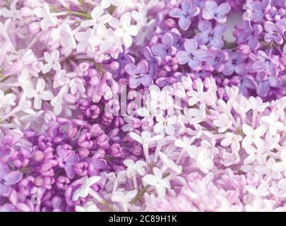 pink and purple lilac flowers background Stock Photo