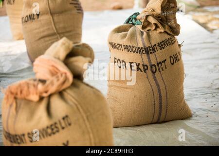 Burlap sacks of dried coffee beans are labeled 'For export only' at a farmers' cooperative warehouse in Mbale, Uganda, East Africa. Stock Photo