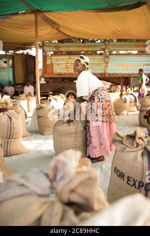 Workers quality check sacks of dried coffee beans at a coffee farmers' cooperative warehouse in Mbale, Uganda, Africa. Stock Photo