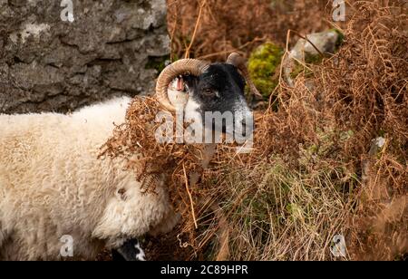 Scottish Blackface sheep grazing amongst bracken, Calgary Bay, Calgary, Isle of Mull, Argyll and Bute, Scotland, United Kingdom. Stock Photo