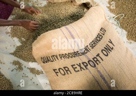 Burlap sacks of dried coffee beans are labeled 'For export only' at a farmers' cooperative warehouse in Mbale, Uganda, East Africa. Stock Photo