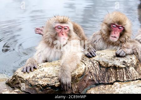 Funny Japanese macaques sitting in a hot spring. Snow monkeys (Macaca fuscata) Japan, Nagano Prefecture. Stock Photo