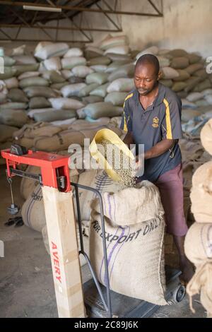 Warehouse worker Wambua Bosco weighs sacks of fresh coffee before it’s milled, roasted and exported at Mountain Harvest Coffee warehouses in Mbale, Ug Stock Photo