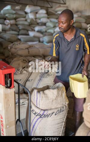 Warehouse worker Wambua Bosco weighs sacks of fresh coffee before it’s milled, roasted and exported at Mountain Harvest Coffee warehouses in Mbale, Ug Stock Photo