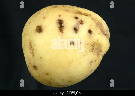 Feeding holes caused by wireworms (Agriotes sp.) feeding on and in a potato crop tuber Stock Photo