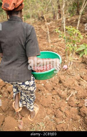 Woman farmer harvesting fresh coffee cherries from coffee trees in the foothills of Uganda's Mount Elgon, East Africa. Stock Photo