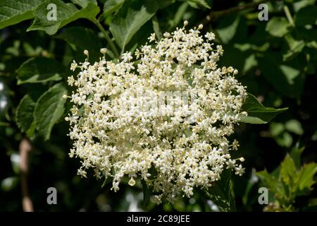 Elder (Sambucus nigra) white flower cluster with leaves on a flowering wild shrub or small tree, Berkshire, May Stock Photo