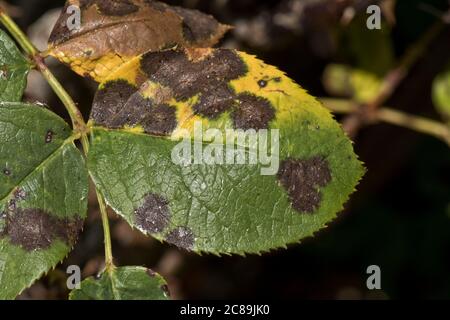 Black spot (Diplocarpon rosae) necrotic dark lesions and chlorosisd on a shrub garden rose (Rosa sp.) leaf, Berkshire, May Stock Photo