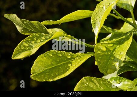 Rain drops in the sunbshine on young leaves of a lemon (Citrus limon) tree after a heavy rain shower, Berkshire, June Stock Photo