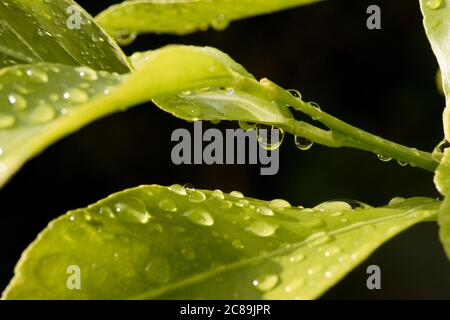 Rain drops in the sunbshine on young leaves of a lemon (Citrus limon) tree after a heavy rain shower, Berkshire, June Stock Photo