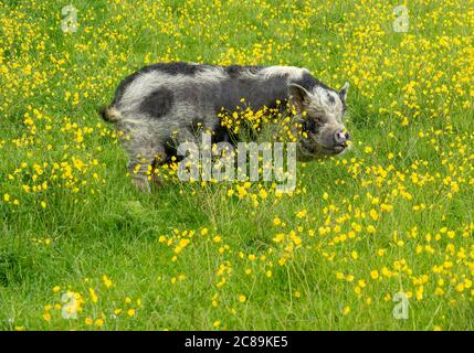Kune Kune pig in buttercups, Lancashire. Stock Photo