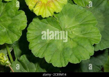 Leaves of Garden Geranium (Pelargonium hortorum) Stock Photo