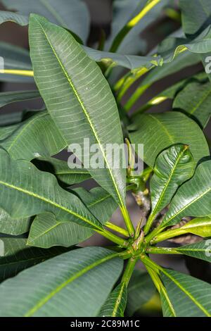 Leaves of Frangipani Plant (Plumeria rubra var. acutifolia) Stock Photo