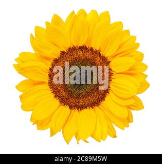 sunflower head isolated on white background Stock Photo - Alamy