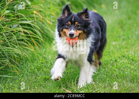 A Black Tri Australian Shepherd running with a ball in his mouth that he just caught Stock Photo