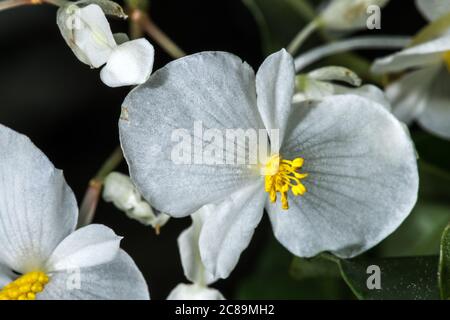 Flower of Undulata Begonia (Begonia undulata) Stock Photo